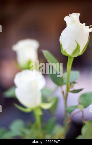 Vertikale Nahaufnahme von schönen weißen Rosen Stockfoto