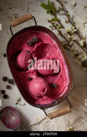 Schwarze Johannisbeere Eis in einer Metalldose mit etwas Es schaufelte sich in Kugeln Stockfoto