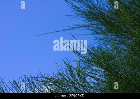 Pinus merkusii Blätter, Merkus Kiefer oder Sumatrakiefer, mit blauem Himmel Hintergrund Stockfoto