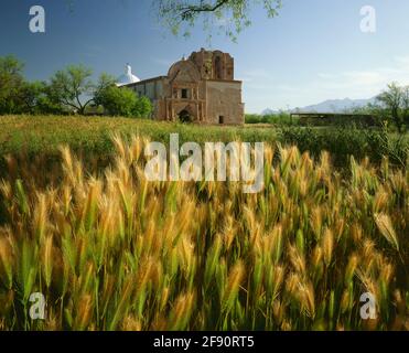 Tumacacori National Historic Site Santa Cruz County AZ / APR die Kino-Mission von Tumcacori hinter einem Fleck Fuchsenschwanz. Stockfoto