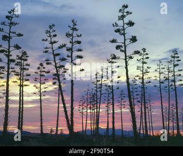 Santa Cruz County AZ / AUG EIN großer Agavenstand wurde von einem rosafarbenen Wolkenuntergang mit den Santa Rita Mouintains am Horizont zurückgelassen. Stockfoto