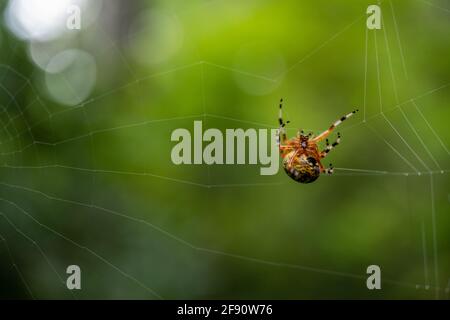 Unterseite des Halloween Spinnennetz Stockfoto