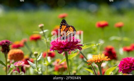 Der Monarchschmetterling (Danaus plexippus) ernährt sich von einer rosa Blume in einem Garten mit einem verschwommenen grünen Hintergrund Stockfoto