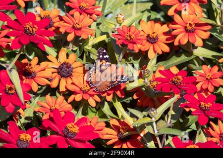 Gemalter Frauenschmetterling (Vanessa cardui) in einem Garten mit orangen und roten Blumen in den Ornamental Gardens in Ottawa, Ontario, Kanada Stockfoto