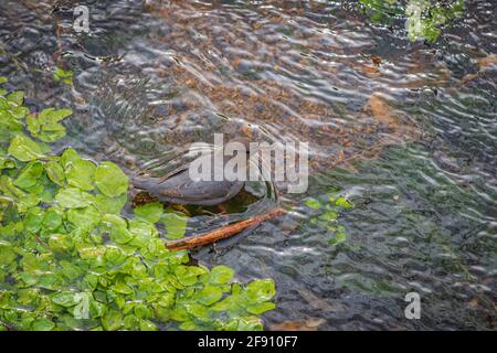 Ein amerikanischer Wassertaucher (Cinclus mexicanus), auch bekannt als Wasser-Ouzel auf der Suche nach aquatischen Lebensmitteln in East Plum Creek, Castle Rock Colorado USA. Stockfoto