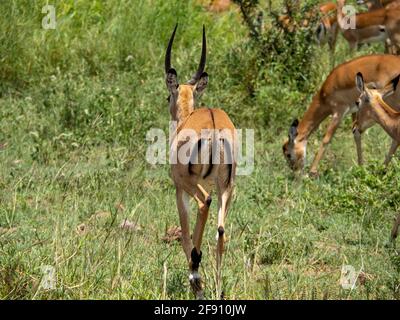 Serengeti-Nationalpark, Tansania, Afrika - 29. Februar 2020: Impalas fressen Gras auf einer Safari Stockfoto