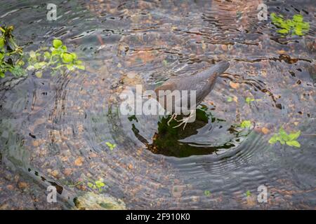 Ein amerikanischer Wassertaucher (Cinclus mexicanus), auch bekannt als Wasser-Ouzel auf der Suche nach aquatischen Lebensmitteln in East Plum Creek, Castle Rock Colorado USA. Stockfoto