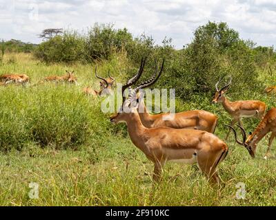Serengeti-Nationalpark, Tansania, Afrika - 29. Februar 2020: Impalas fressen Gras auf einer Safari Stockfoto