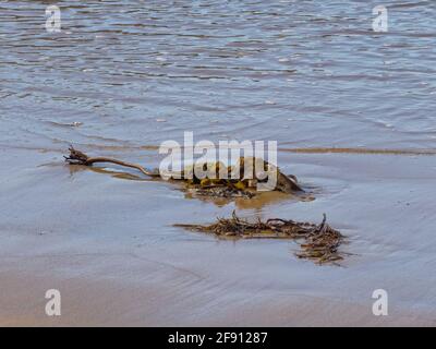 Sealers Cove - Wilsons Promontory, Victoria, Australien, spülte den Kelp an Land Stockfoto