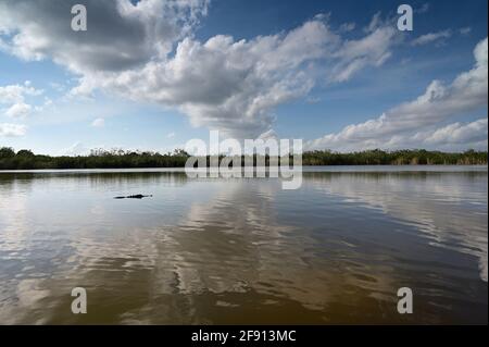 Nine Mile Pond nachmittags Wolkenlandschaft und Reflexionen im Everglades National Park. Stockfoto