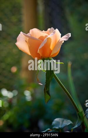 Einzelner Rosenstamm nur Joey im Garten mit Sonnenlicht von hinten. Stockfoto