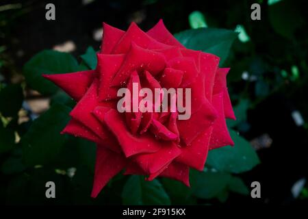 Nahaufnahme der Blume, vollständig geöffnet auf Papa Meiland Sorte rote Rose. Dieses Exemplar wird in einem schattigen Gewächshaus in einer rauen, heißen Umgebung angebaut. Stockfoto