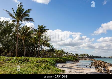 Eine Reihe von Palmen säumen den Jupiter Inlet in Palm Beach County, Florida, USA. Stockfoto