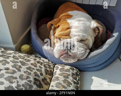 Nahaufnahme einer schlafenden kontinentalen Bulldogge auf einem weichen Oberfläche Stockfoto