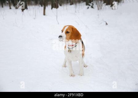 Beagle Hund Welpen Wandern und Spaß in einem verschneiten Winterwald am Nachmittag Stockfoto