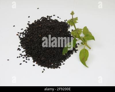 Nahaufnahme von Chia, Salvia hispanica Samenhaufen mit Minzblättern auf weißem Hintergrund Stockfoto