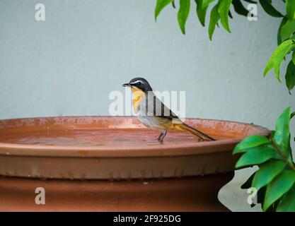 Kaprobinchat (Cossypha caffra) Seitenansicht und Nahaufnahme in einem Vogelbad in einem Garten Stockfoto