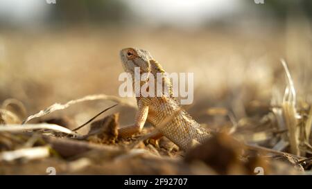 Varanus albigularis oder Felsmonitor Echse Nahaufnahme. Braun gefleckte Eidechse in seinem natürlichen Lebensraum. Stockfoto