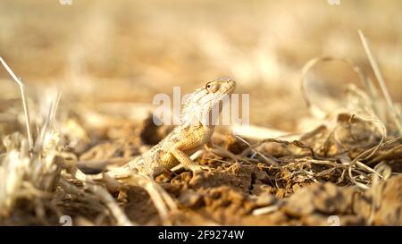 Eidechse isoliert. Nahaufnahme einer Eidechse in einem natürlichen Wald. Braun gefleckt glatter Körper Eidechse Nahaufnahme geschossen. Stockfoto
