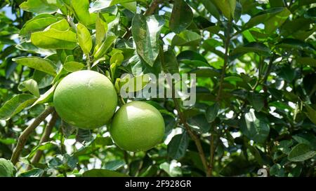 Nahaufnahme der Grapefruit auf dem Baum Stockfoto