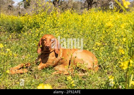 Vizsla Hund liegt auf einer Wiese mit gelben Blüten in der Nähe Nach oben Stockfoto