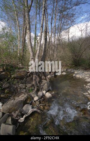 Im Frühjahr fließt ein Bach durch den Wald Stockfoto