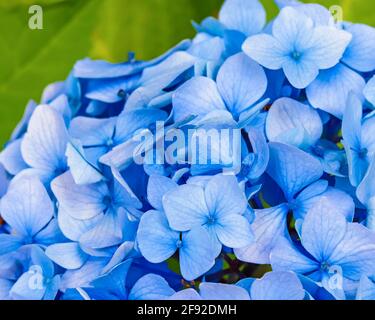 Blaue Hortensienblüte Stockfoto