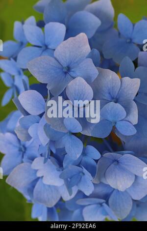 Blaue Hortensien blühen an einem regnerischen Tag in der Garten Stockfoto