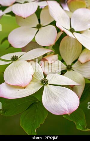 Ein blühender Dogwood-Baum mit rosa Blüten Stockfoto