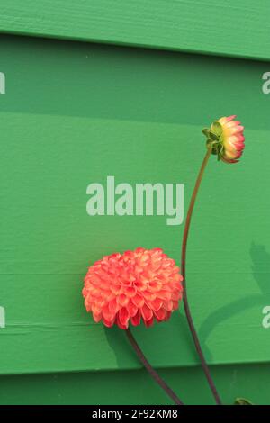 Orange Dahlien blühen im Garten, vor einem grünen Haus Stockfoto