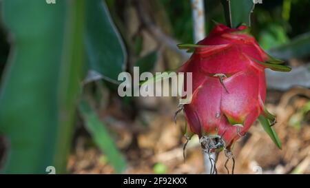 Nahaufnahme von Drachenfrucht Stockfoto