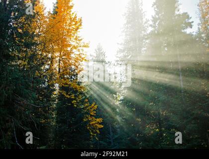 Sonnenlicht kommt durch die Bäume und Rauch Stockfoto