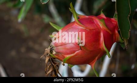 Nahaufnahme von Drachenfrucht Stockfoto