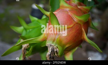 Nahaufnahme von Drachenfrucht Stockfoto