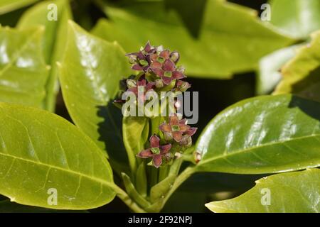 Blühende Aucuba japonica (gefleckter Lorbeer, japanischer Lorbeer, japanische Aucuba, Goldstaub-Pflanze) der Familie Garryaceae (Seidenmuscheln) im Frühjahr. Niederländisch Stockfoto