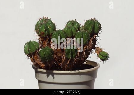 Alte, Uhrenbische. Vielleicht ist es ja auch so. Sukulente euporbia-Familie (euporbiacea). Flecken aus korkähnlichem Material auf dem Stiel. Weißer Hintergrund. Feder, Stockfoto