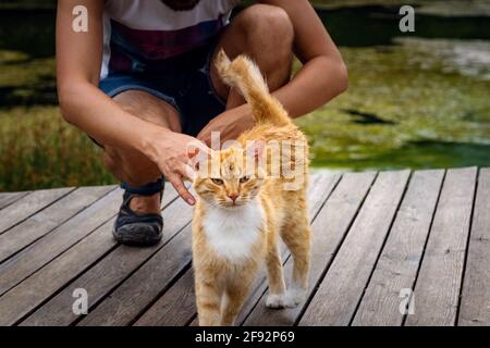 Ein Mann spielt mit einer heimische rot gestromte Katze. Die Katze reibt sich am mans Bein. Nach dem Regen Stockfoto