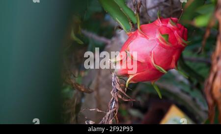 Nahaufnahme von Drachenfrucht Stockfoto