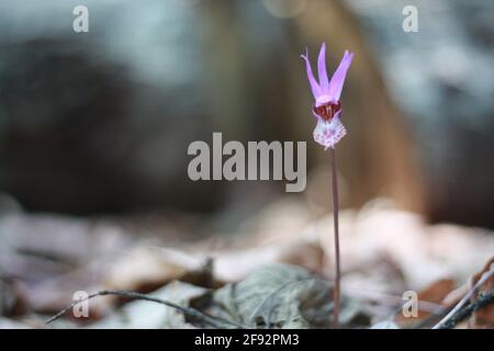 Feenputte blüht auf dem Waldboden Stockfoto