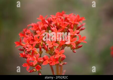 Ajooba (Kalanchoe pinnata) in voller Blüte Stockfoto