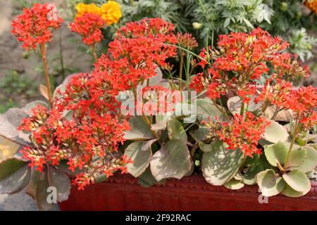 Ajooba (Kalanchoe pinnata) in voller Blüte Stockfoto