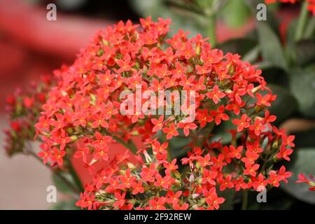 Ajooba (Kalanchoe pinnata) in voller Blüte Stockfoto