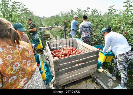 Ernteassistent an einer Maschine für die automatische Ernte von reifen Frische Äpfel auf einer Plantage Stockfoto