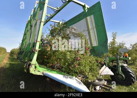 Moderne Apfelernte mit einer Erntemaschine auf einer Plantage mit Obstbäumen Stockfoto