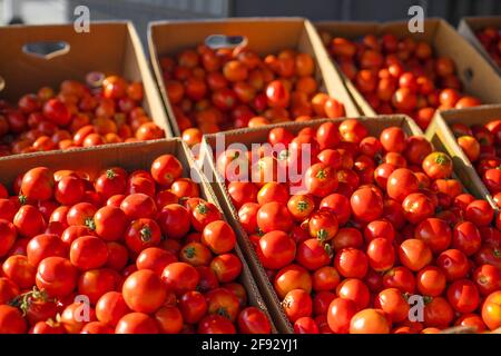 Frisches, gesundes Bio-Tomatengemüse in Papierkartons im Lebensmittelgeschäft Speichern Stockfoto