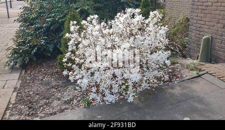 Magnolienstrauch mit weißen Blüten in einem Vorgarten Stockfoto