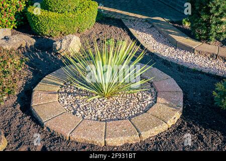 Dekorative Yucca filamentosa Pflanze in einem Garten Stockfoto