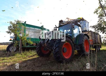 Moderne Apfelernte mit einer Erntemaschine auf einer Plantage mit Obstbäumen Stockfoto