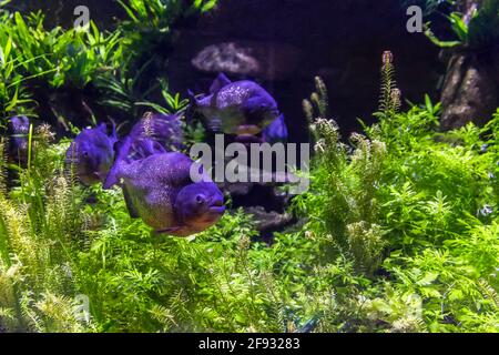 Eine der berühmtesten Arten von Piranhas. Pygocentrus nattereri Stockfoto