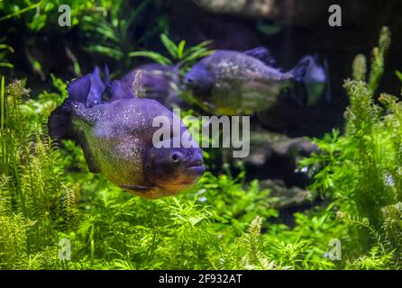 Eine der berühmtesten Arten von Piranhas. Pygocentrus nattereri Stockfoto